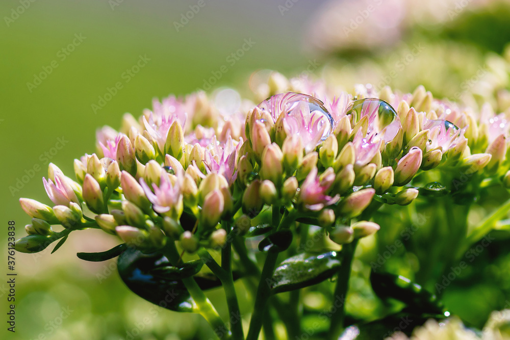 Close image of Hylotelephium telephium with dew drops Close image of Hylotelephium telephium with dew drops