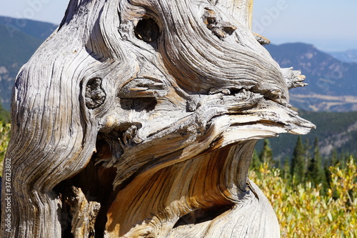 Pinion Pine detail in Colorado
