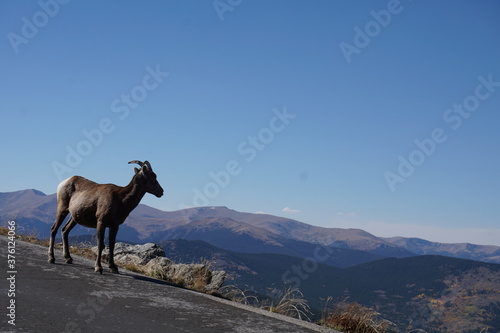 Road to Mt. Evans  Colorado  rocky mountain big horned sheep