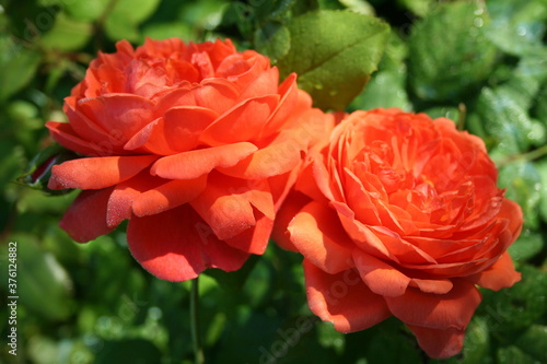 Orange rose    Summer song    in the morning garden