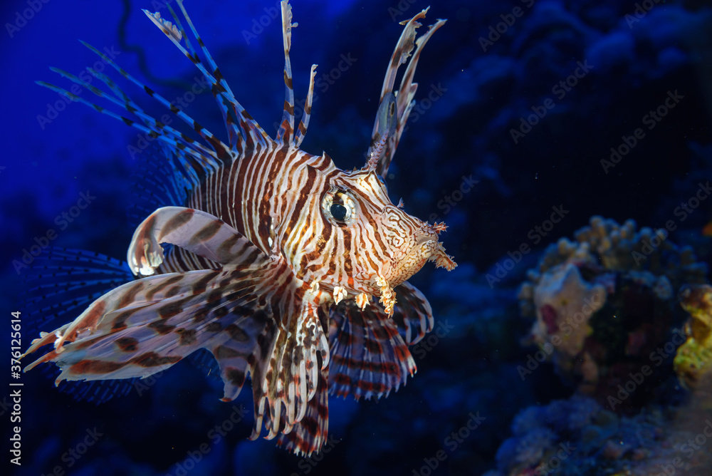 the lion fish (Pterois volitans) the lion fish (Pterois volitans)
