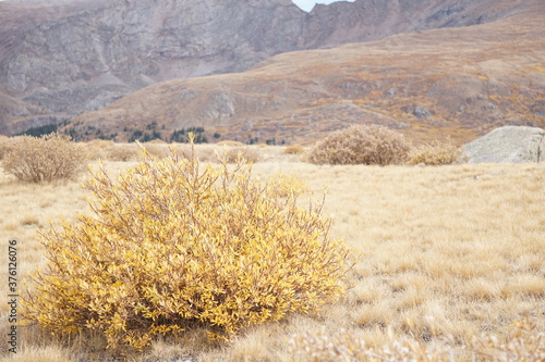 Fototapeta Naklejka Na Ścianę i Meble -  Autumn at Guanella Pass Colorado