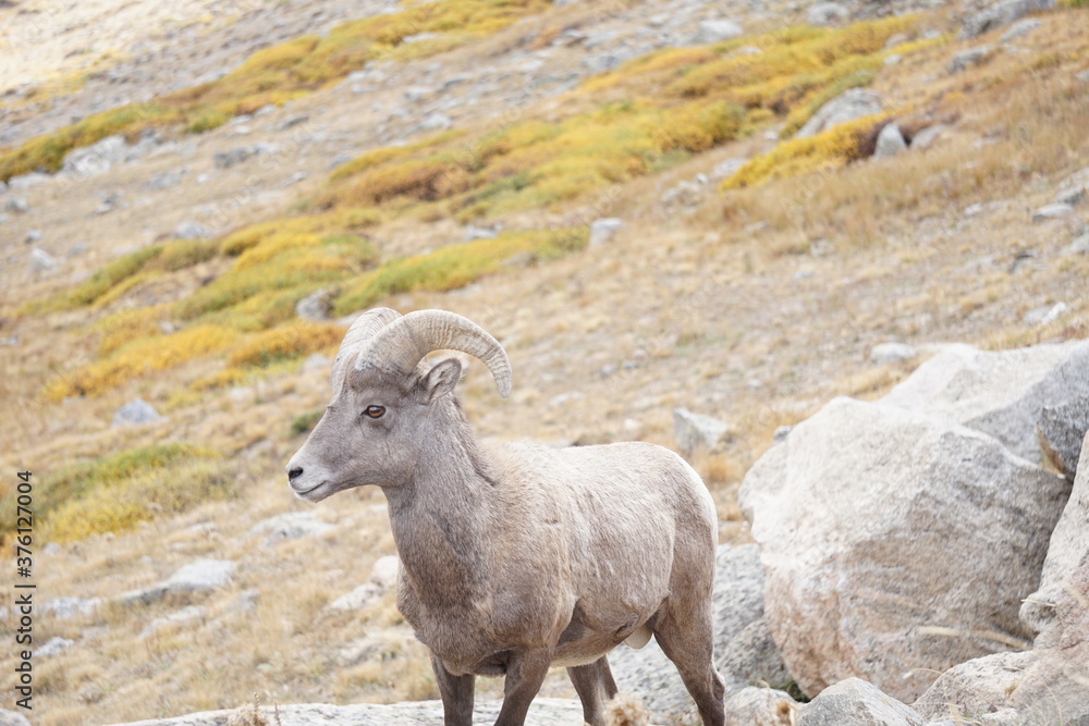 Rocky Mountain Big Horned Sheep in autumn at Mt. Evans Colorado Rocky Mountain Big Horned Sheep in autumn at Mt. Evans Colorado