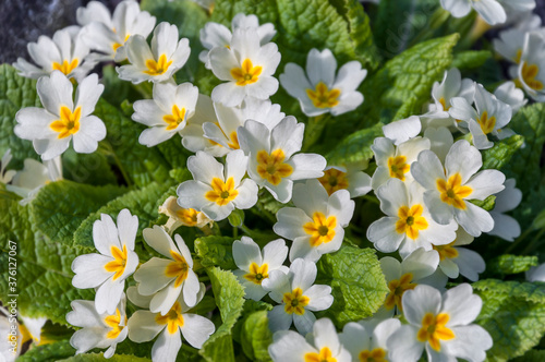 Blossoming primrose, also called primula. Floral background. The first spring flowers in the forest.