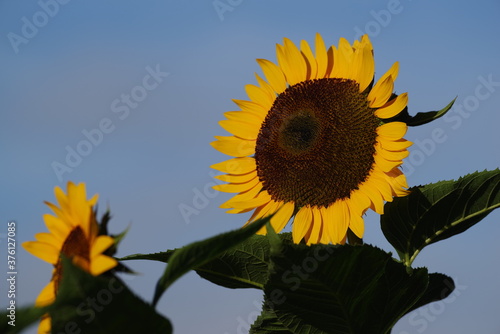 朝日を浴びる向日葵