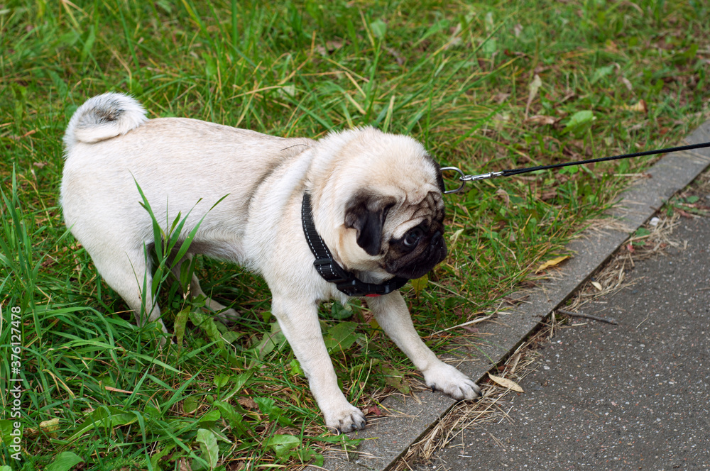 Dog lagging behind refuses to walk and drags leash in opposite way
