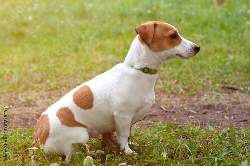 Jack Russell Terrier dog sitting on the grass, side view