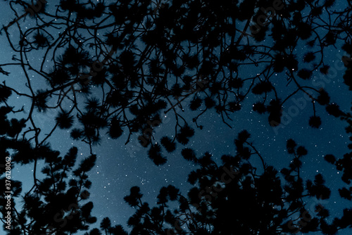 tree branches on the night sky