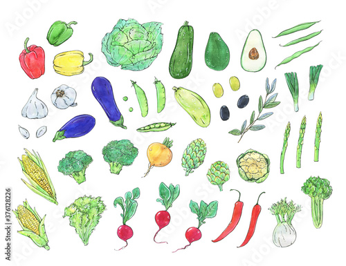 Fototapeta Naklejka Na Ścianę i Meble -  Vegetables is a collection of high-quality hand-drawn watercolor and line art illustrations