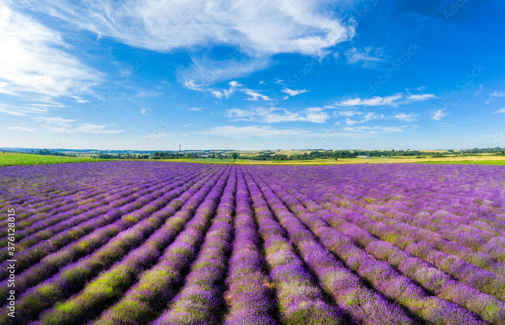 Aerial shot of lavender field over blue cloudy sky Aerial shot of lavender field over blue cloudy sky