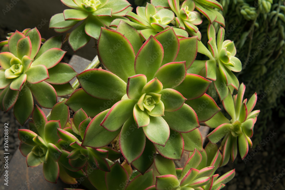 Succulent plants. Closeup view of an Aeonium haworthii Kiwi, beautiful rosettes of green leaves with pink edges. Succulent plants. Closeup view of an Aeonium haworthii Kiwi, beautiful rosettes of green leaves with pink edges.