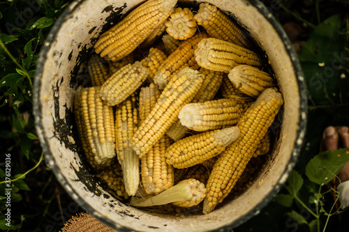Obraz w ramie corn