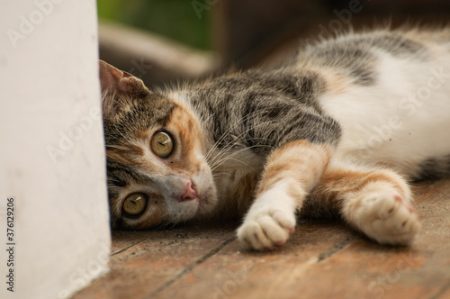 Naklejka kitten