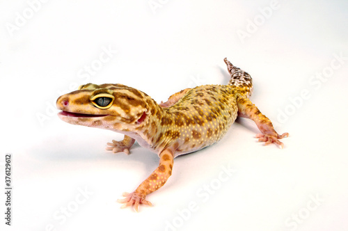 Leopard gecko / Leopardgecko (Eublepharis macularius) photo