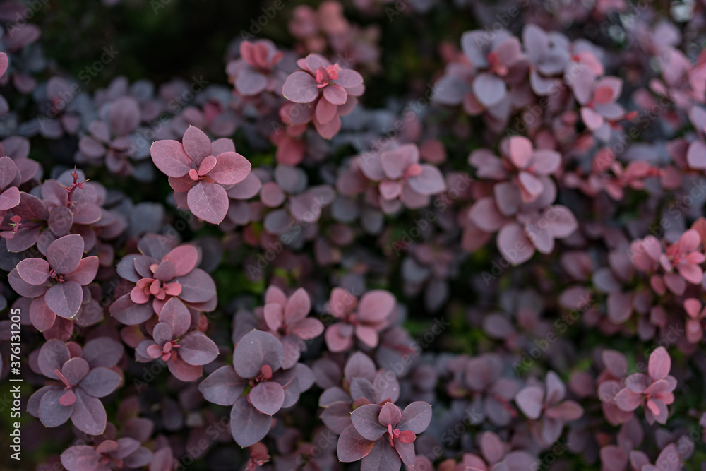 Burgundy plant pattern background, Natural background and wallpaper Burgundy plant pattern background, Natural background and wallpaper
