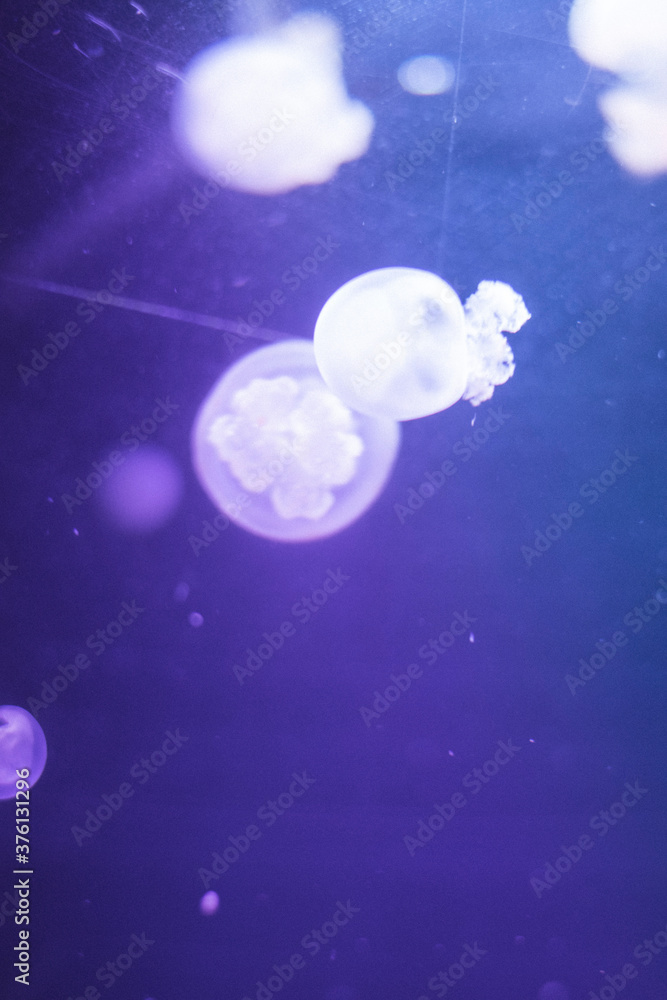 life of a jellyfish life of a jellyfish