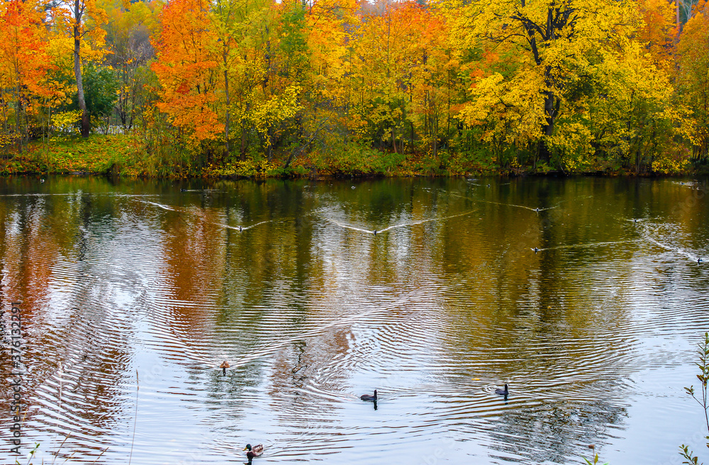 Fototapeta premium Autumn landscape. Park with lake. Gatchina, Leningrad region. Russia