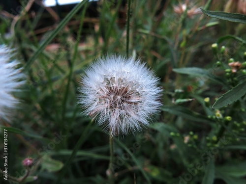  Fragile single small dandelion in the grass in the garden  green leaves  first days of autumn