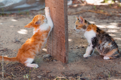 Little cheerful ginger kittens sharpen their claws on a wooden board. Cute pets