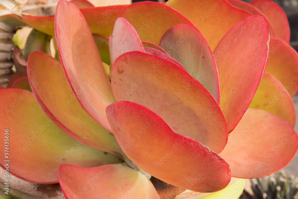 Exotic flora. Endangered succulent plants. Closeup view of Kalanchoe ...