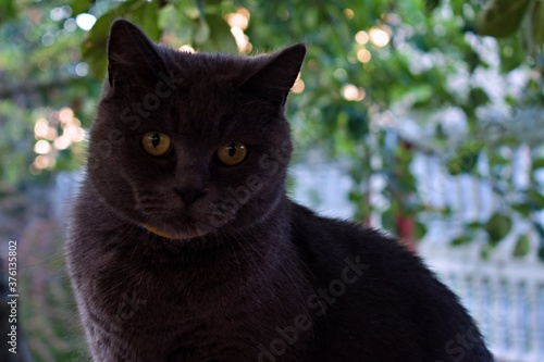 gray cat looks with attentive eyes on blurred garden background