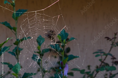 spider web close up on blurred garden background