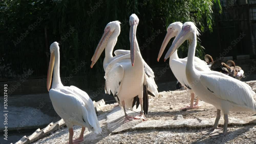 A group of white flamingos standing in zoo territory on sunny day in summer A group of white flamingos standing in zoo territory on sunny day in summer