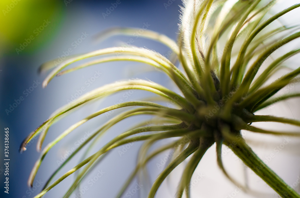 Beautiful floral background with selective focus. Macro photo of a flower. Beautiful floral background with selective focus. Macro photo of a flower.