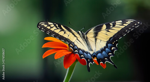 Swallowtail butterfly on Tithonia flower