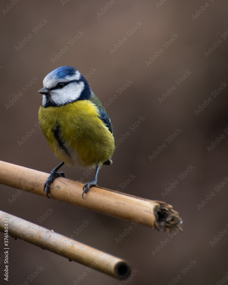 Obraz premium a great tit bird on a branch