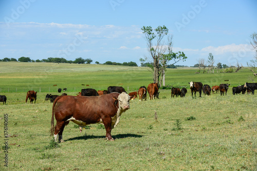 Bull in Argentine countryside, Buenos Aires Province, Argentina.
