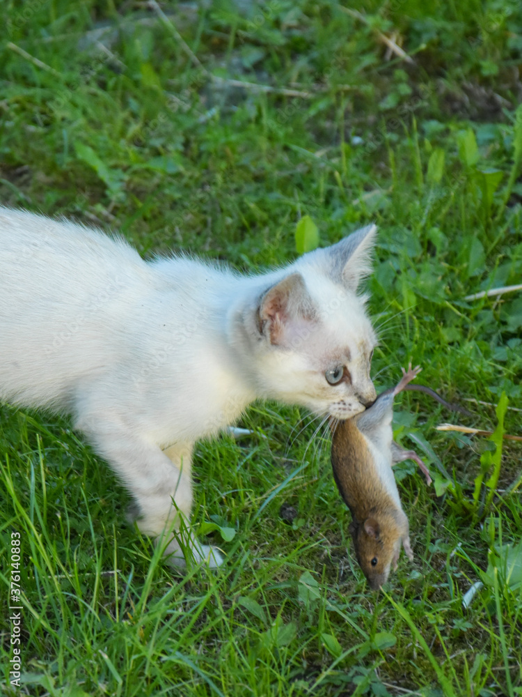 Cat carrying a small mouse that it caught earlier. Cat carrying a small mouse that it caught earlier.