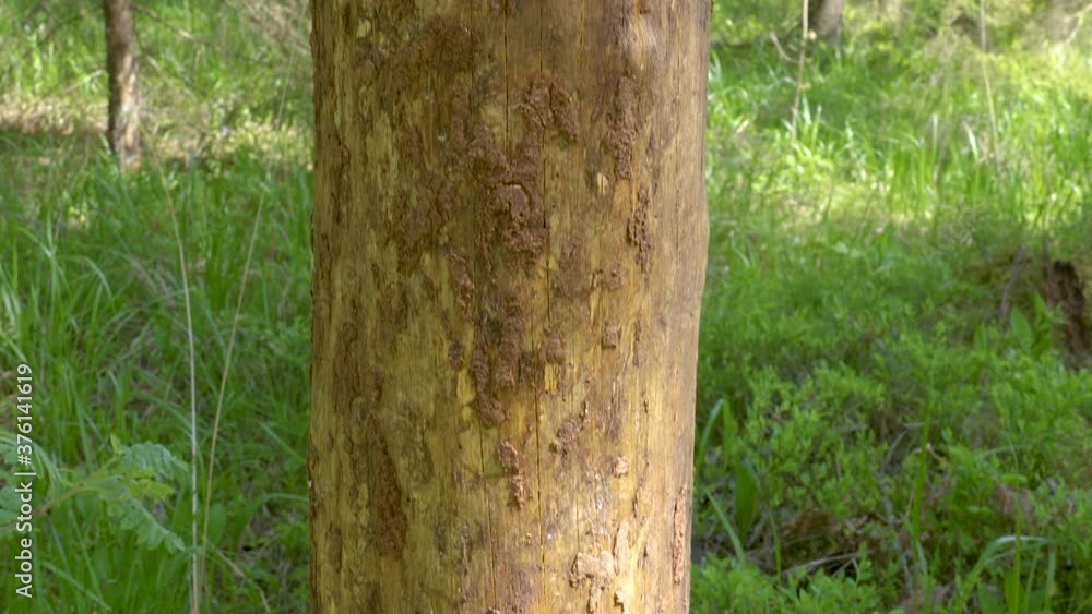 The closer look of the spruce tree trunk in the forest The closer look of the spruce tree trunk in the forest