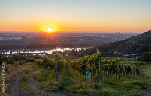 Photography Vineyard at Kahlenbergerdorf near Vienna at sunrise in Austria