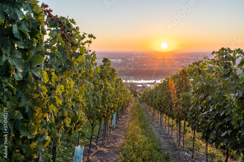 Vineyard at Kahlenbergerdorf near Vienna at sunrise in Austria © Michael