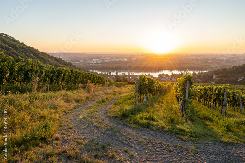 Vineyard at Kahlenbergerdorf near Vienna at sunrise in Austria