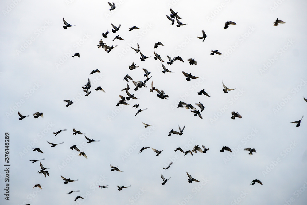 Naklejka a huge flock of doves in the sky, a bird's murmur. gray cloudy cloudy sky in autumn