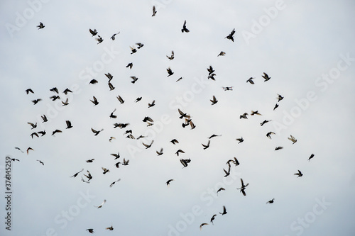 flock of many doves in the sky, large, different position of the wings 