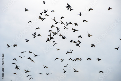 Canvastavla a huge flock of doves in the sky, a bird's murmur
