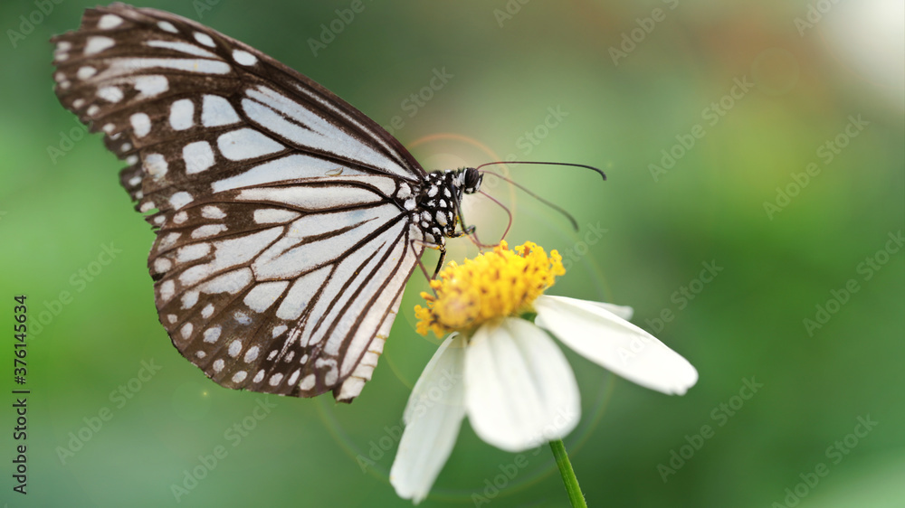 macro photo of black and white butterfly with wide wings looking for pollen on a daisy flower, elegant and fragile insect in a tropical botanical garden near Chiang Mai, Thailand macro photo of black and white butterfly with wide wings looking for pollen on a daisy flower, elegant and fragile insect in a tropical botanical garden near Chiang Mai, Thailand