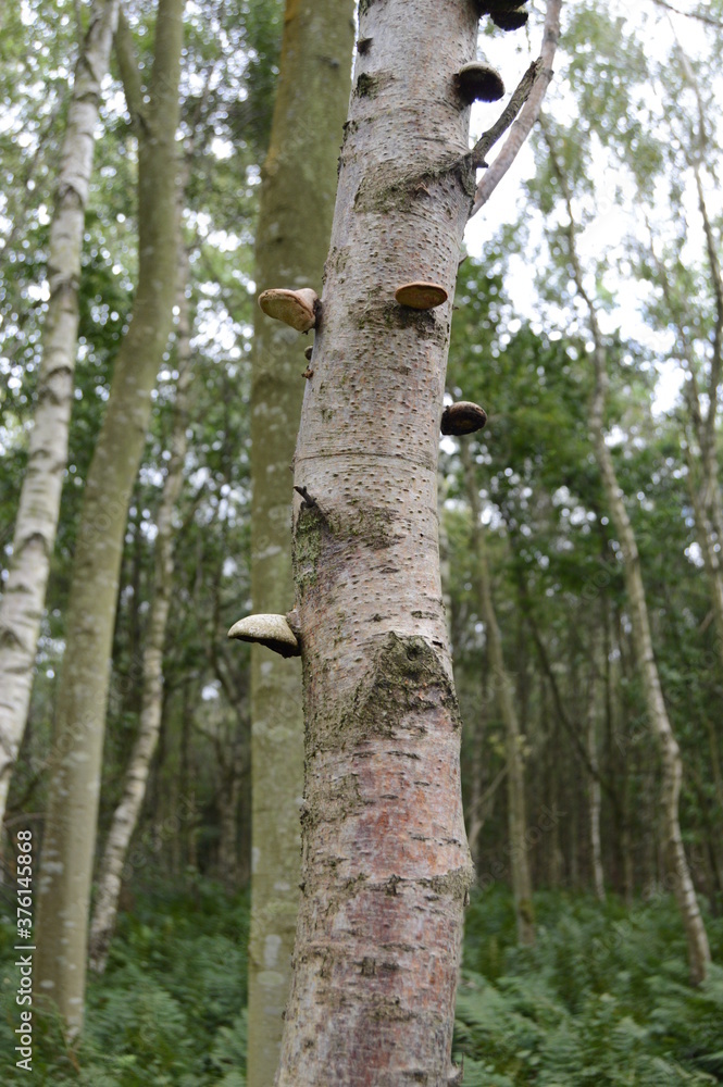 Birch Polypore Fungus on branch of Birch tree, Magus Muir, Strathkiness, Fife, Scotland,