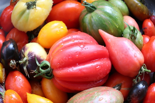 Multicolored tomatoes close-up top view  selective focus.