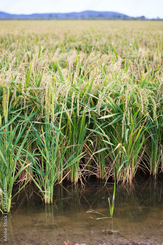 Fototapeta premium Green rice plants growing in the water, vertical. Rice filed in summer.