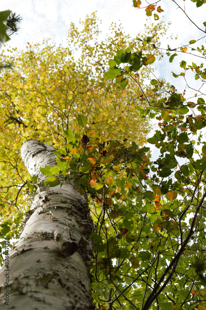 Fototapeta premium tree in autumn