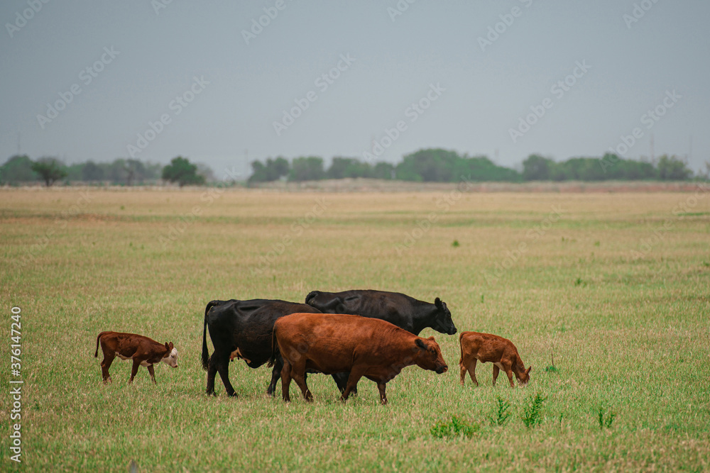Cows on a summer pasture. Meadow with grazing cow and calves. Cows on a summer pasture. Meadow with grazing cow and calves.