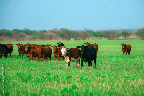 Herd of cows grazing in a pasture in summer.