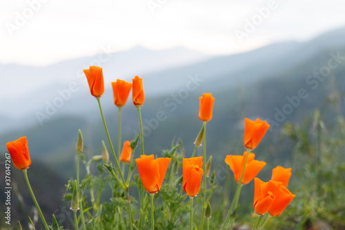 Wild California Poppies on Gray BackGround in Ojai, California