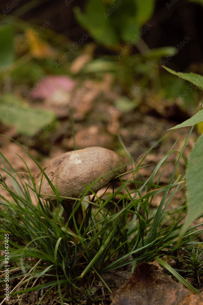 mushroom in the forest mushroom in the forest
