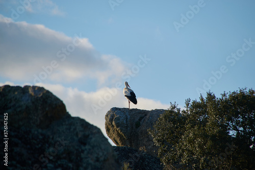 stork stands on a rock