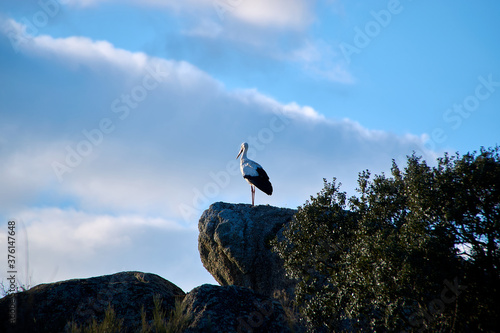stork on the rock